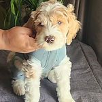 "Snowy" (Kennedy x Koffie Winter Wonderland Litter)