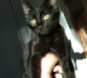 kedi sahiplendirme ilanları