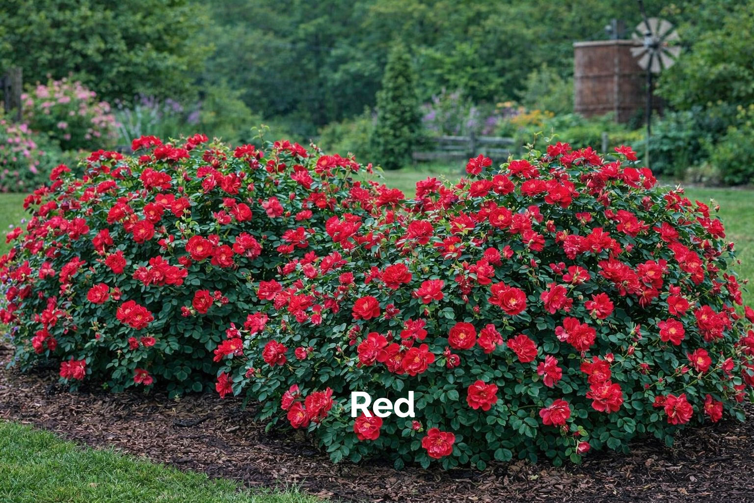 Knockout® Roses