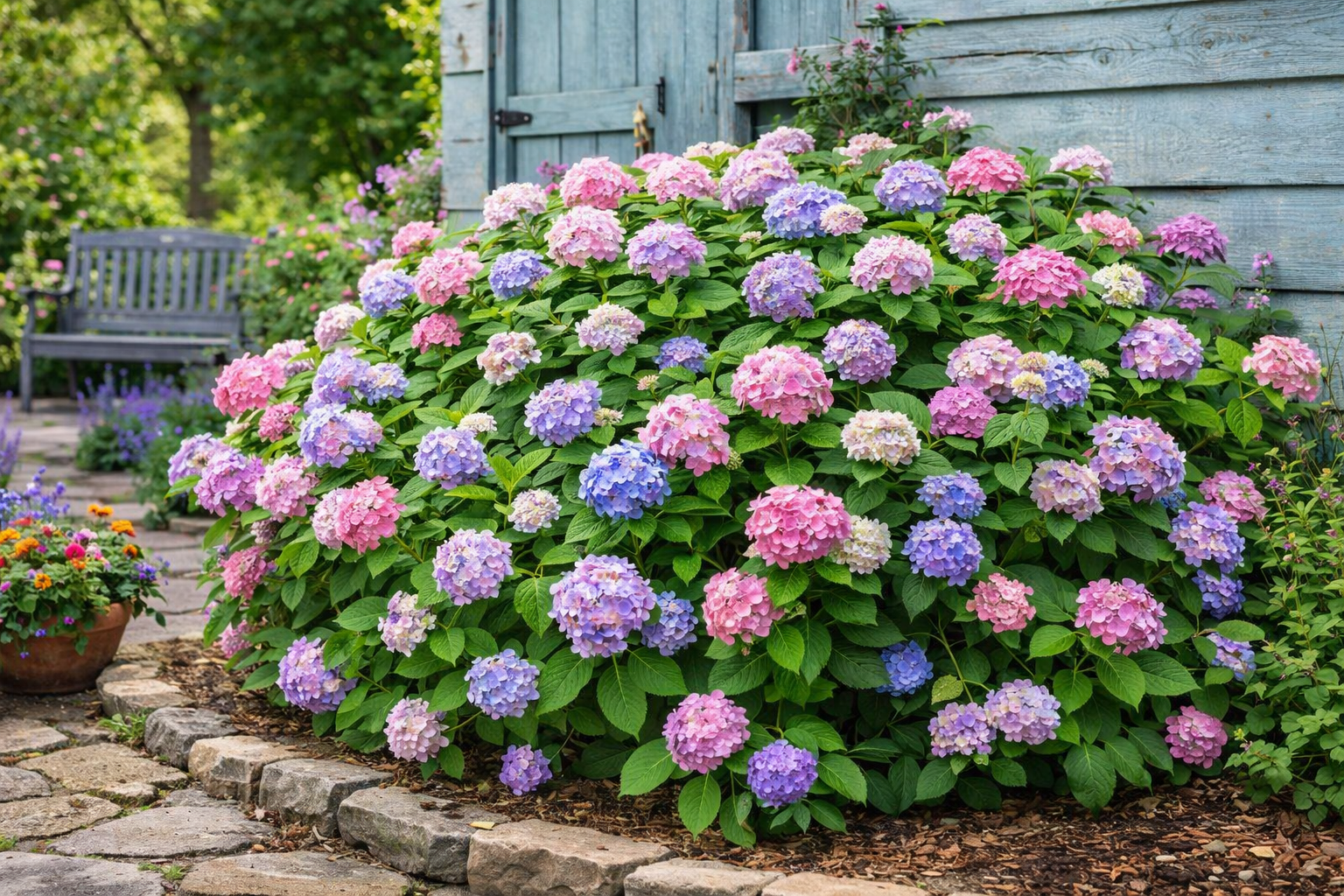 Lindsey Ann-L.A. Dreamin® Hydrangea