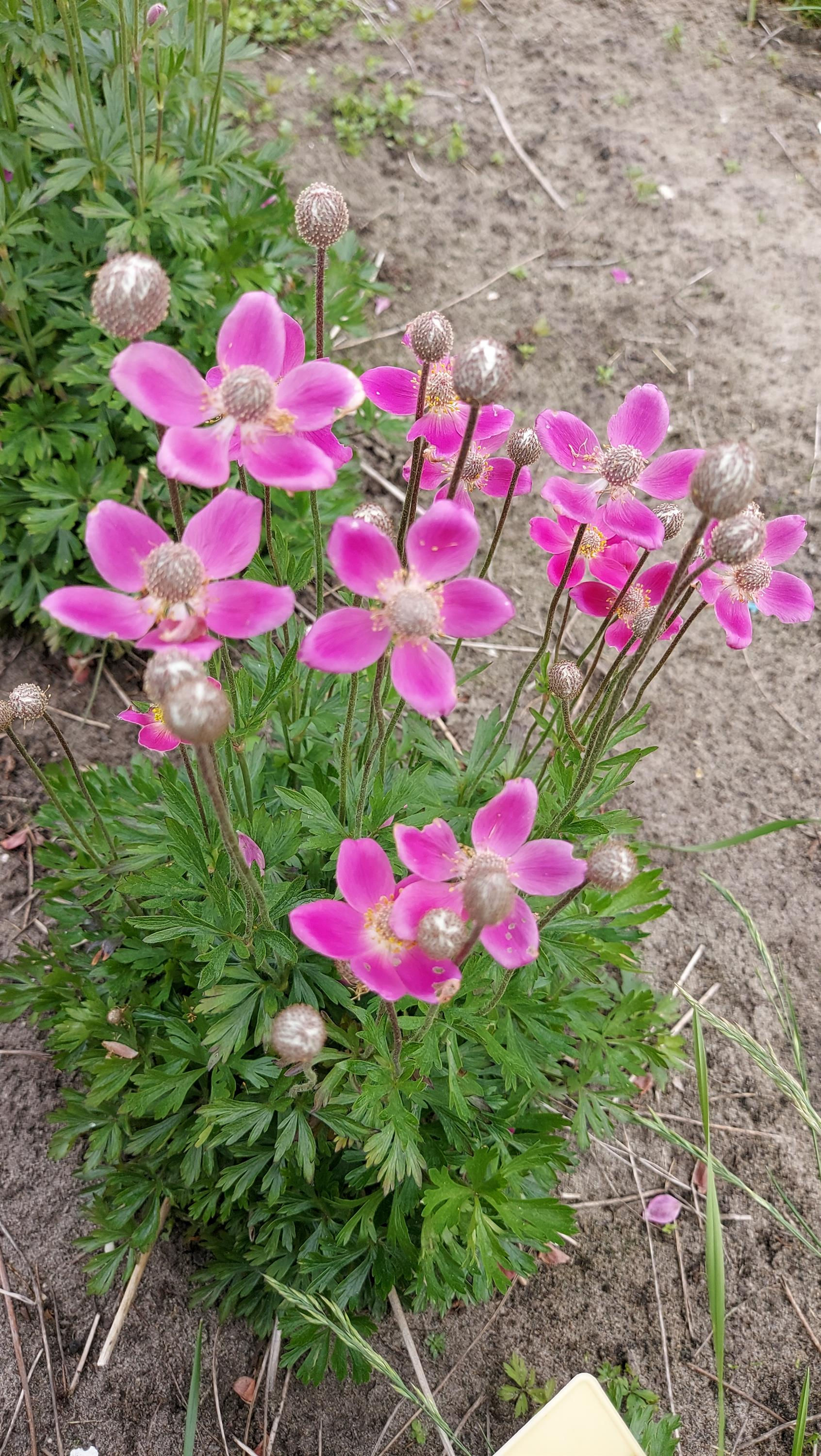 Spring Beauty Anemone