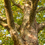 Thumbnail: London Plane Tree