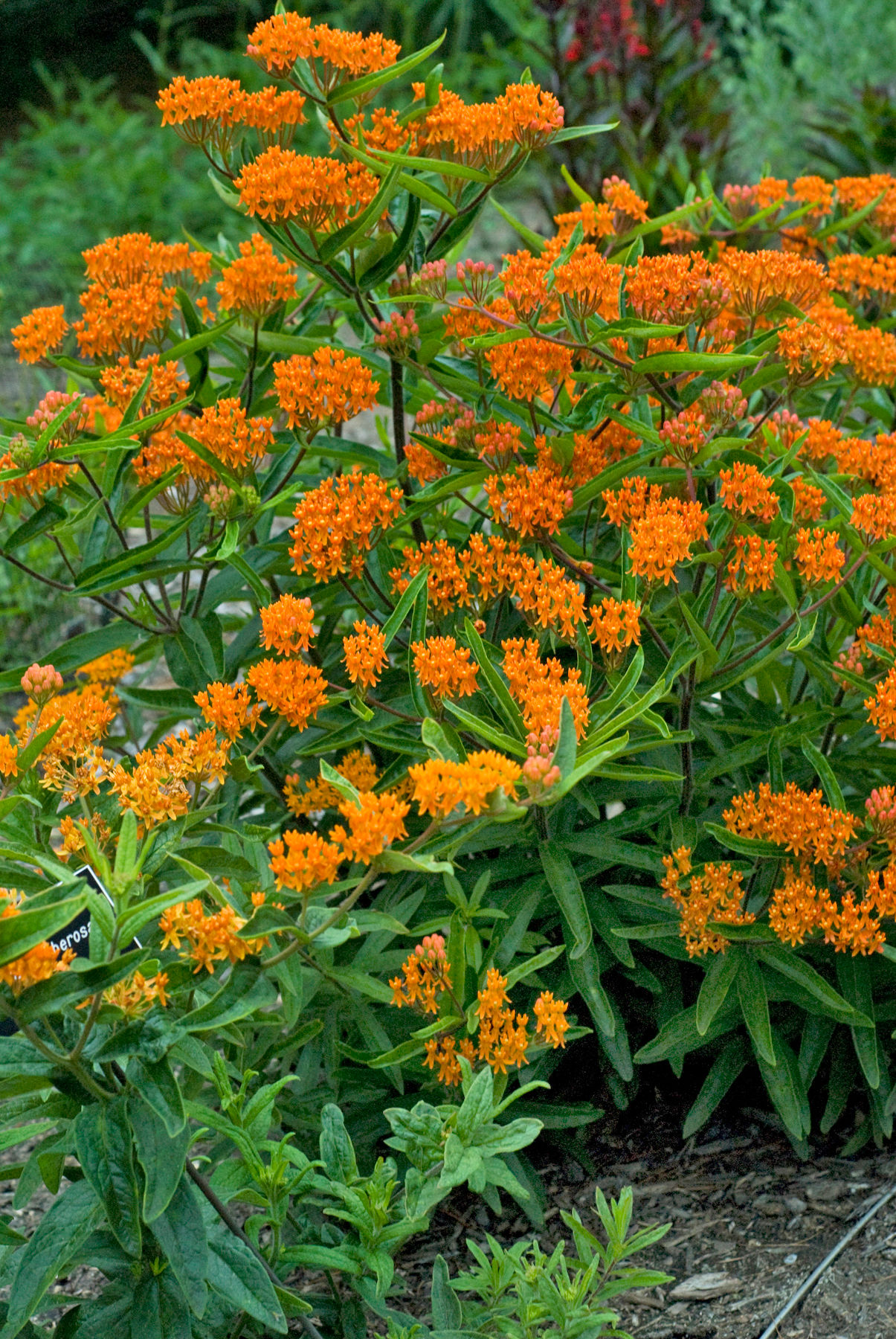 Asclepias Tuberosa - Butterfly Weed