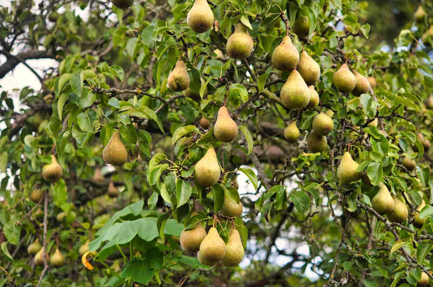 Bartlett Pear Tree