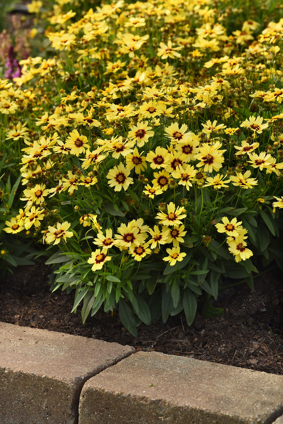 Thumbnail: Coreopsis - Tickseed