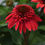 Thumbnail: Echinacea - Coneflower