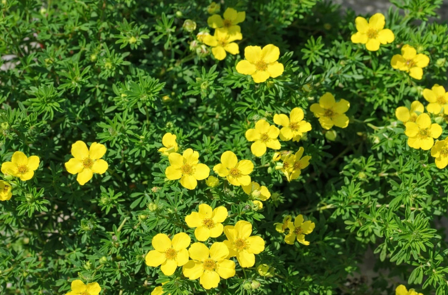 Potentilla - Gold Drop