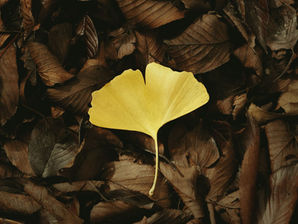 Kwetsbaar in het midden blijven staan