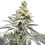 Thumbnail: Platinum Jelly X Slurricane