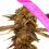 Miniaturbild: Studio 54 traumhafte top bud cali collection