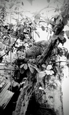 IMG-20180106-WA0009_3.jpeg