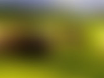 What farm animal gives you ZIP?