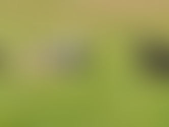 What animals have four stomach compartments?