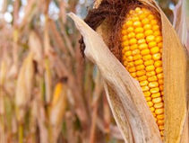 What crop is both a grain and a fruit?