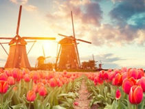 What flower was traded like money in the 1600s?