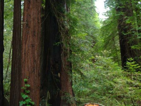 The Red(woods) Riding Hood Predicament