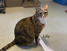 Lilly.jpeg