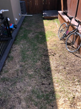 This area of turf is damaged from being used as a dog run. The soil conditions are poor and acidic as well being a very shaded zone. We revitalized this area with our shade mixture of grass seed.