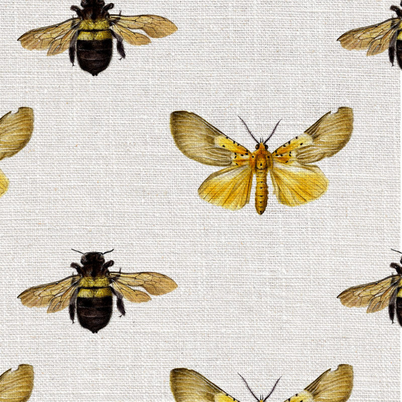 Thumbnail: Willie Shclechter Bee and moth