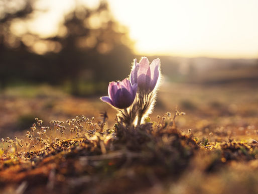  היכולת החשובה ביותר לעולם העבודה החדש