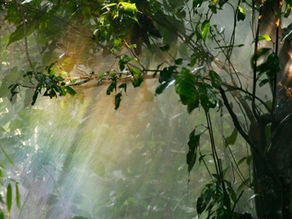 Why Your Client Growth Strategy Must Include the Trust Strategy