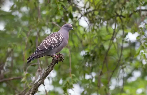 Rancho-Salvaje-Safari-Hunting-Argentina-Specie-Patagioenas-maculosa.webp