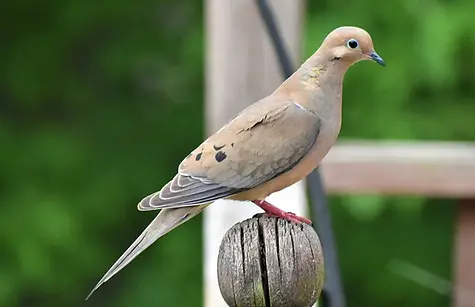 Dove 1.webp
