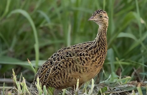 Small Partridge.jpg