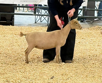 Beignet HCF 2025.jpg