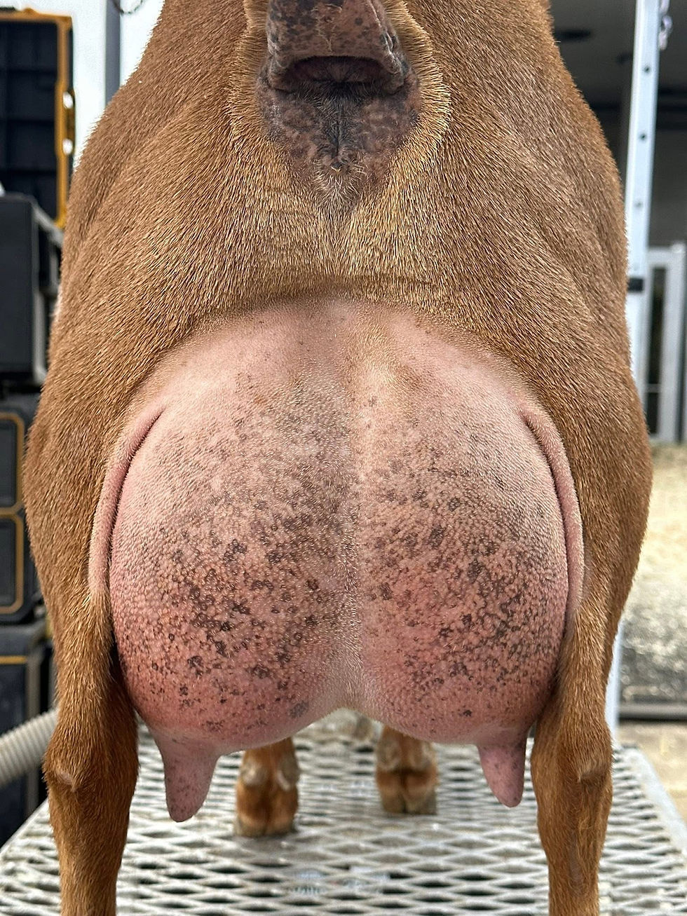 Sire's littermate