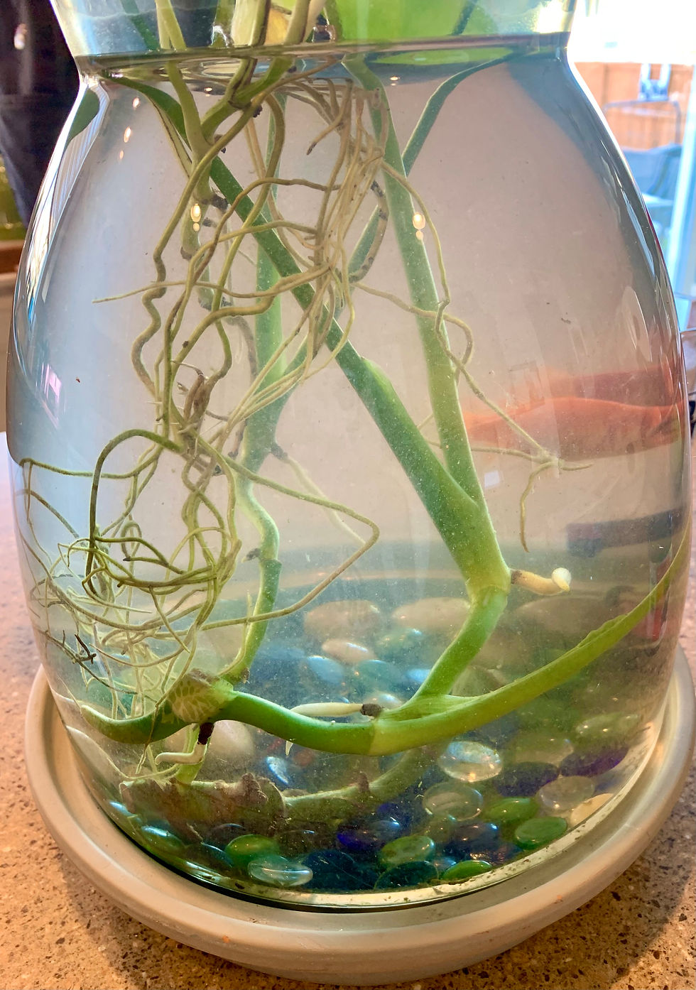 Thumbnail: Baby Monstera plant cuttings