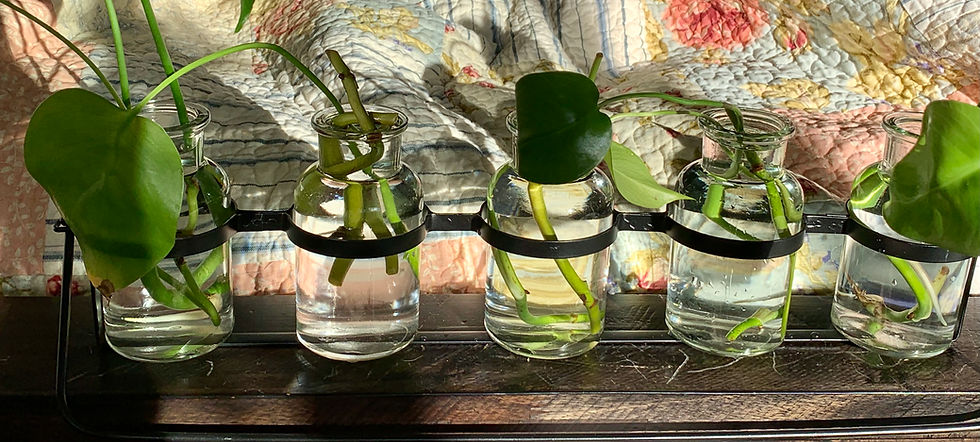 Thumbnail: Baby Monstera plant cuttings