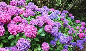 Un jardín en el medio del desierto