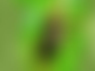 Musica regional: San-Tu