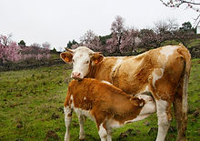 18-Mi%20vaca%20lechera_edited.jpg