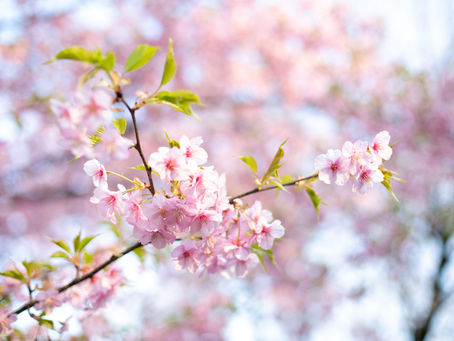 3月の平日ご予約可能日と新型肺炎に関するご連絡