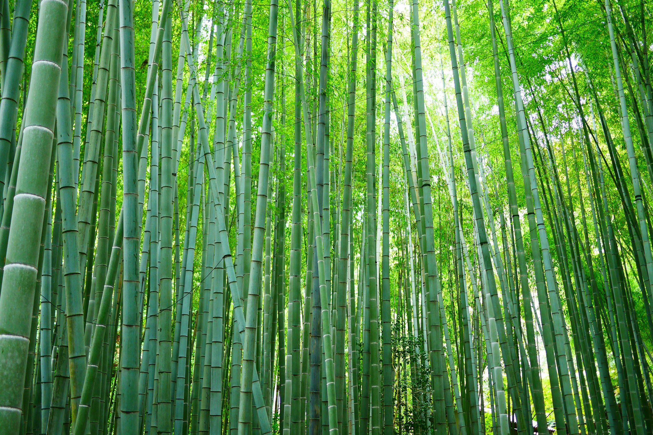 Bamboo Forest (8,600 Straws)