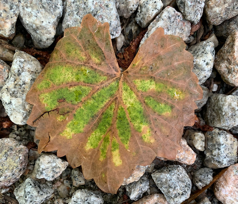 The PAUSE between push and procrastination