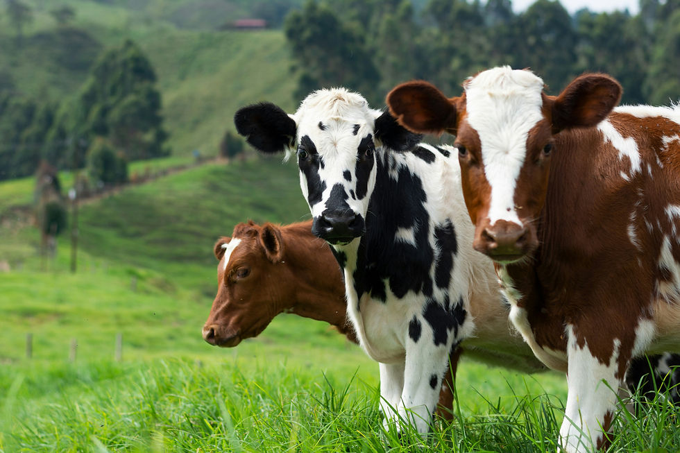 agricultura.jpg