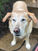 3 Easy Ways to Add Enrichment to your dog's life in 2023
