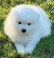 thumbnail_IMG_3589.jpg