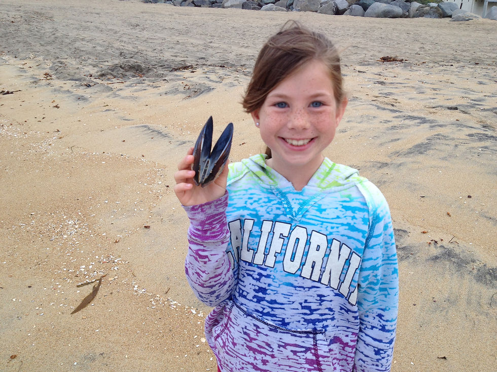Sea shells at Imperial Beach