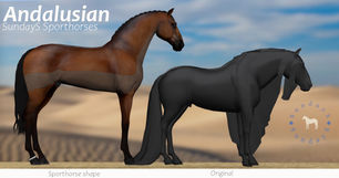 SundayS - Andalusian Sporthorse Shape
