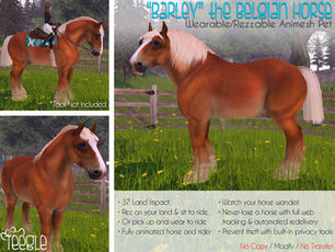 "Barley" the Belgian Horse