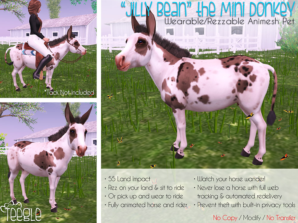 "Jilly Bean" The Mini Donkey