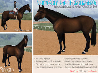 "Jameson" the Thoroughbred
