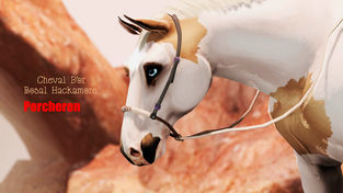 Cheval D'or - Bosal Hackamore