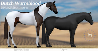 SundayS - Dutch Sporthorse Shape