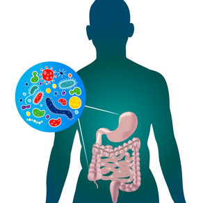 Why Your Gut is the Unsung Hero of Your Health