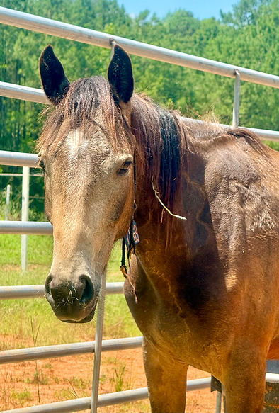 buckskin2.jpg